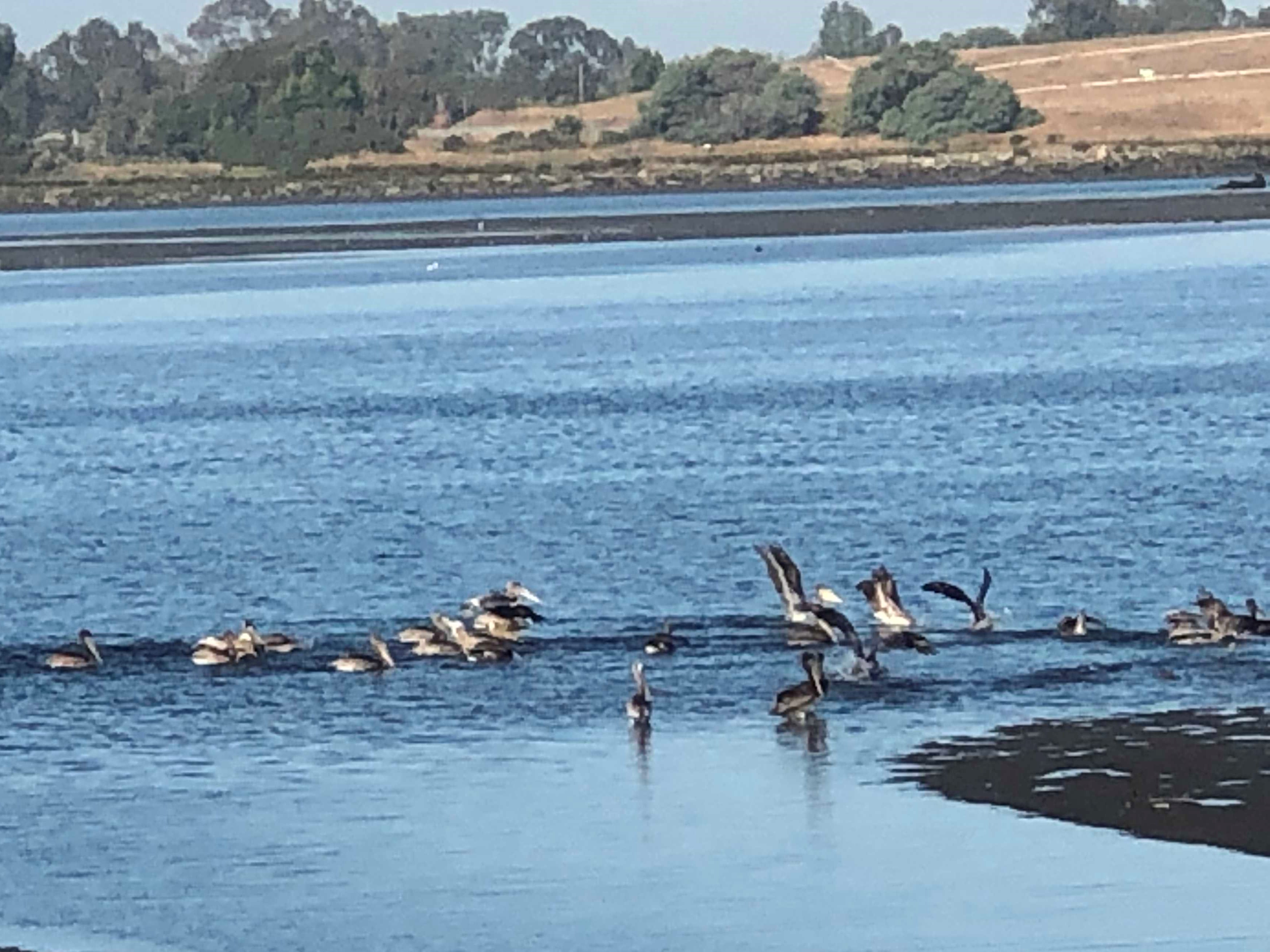 Pelicans outside the Acumen office